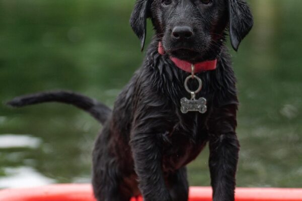black dog, labrador dog, kala kutta