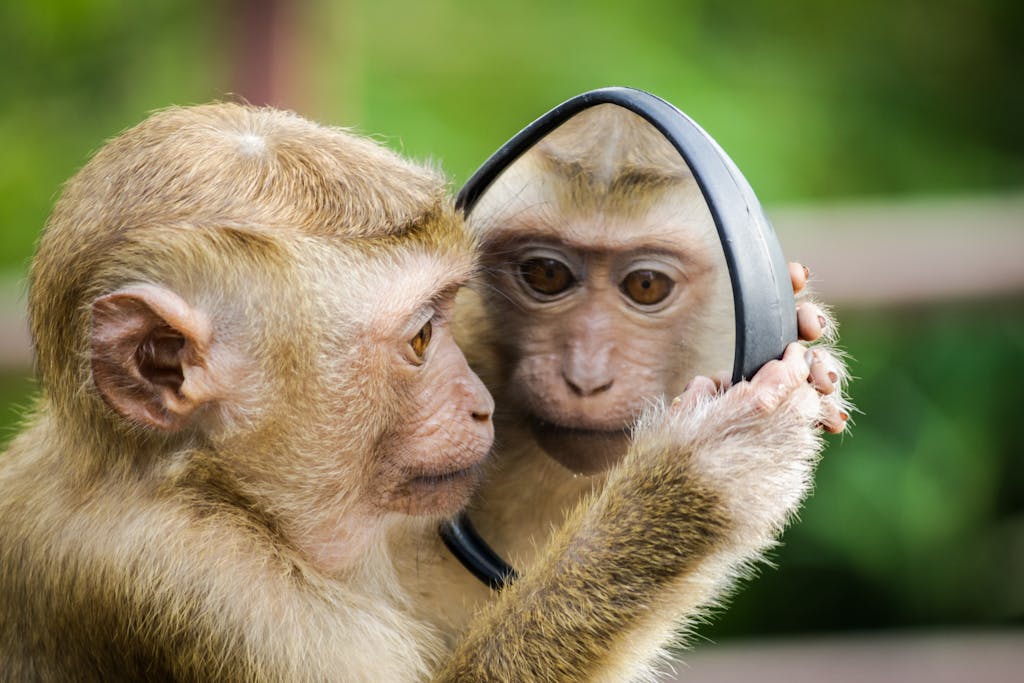 A macaque monkey curiously examines its reflection in a handheld mirror outdoors.वन्यजीव दिवस 2025