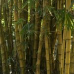 विश्व बांस दिवस 2025: बांस के फायदे और स्थायी भविष्य की दिशा
