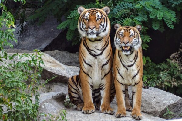 Two Bengal tigers sitting on rocks surrounded by lush greenery, showcasing their natural beauty. राष्ट्रीय वन्यजीव दिवस 2025: प्रकृति और जीवन का उत्सव
