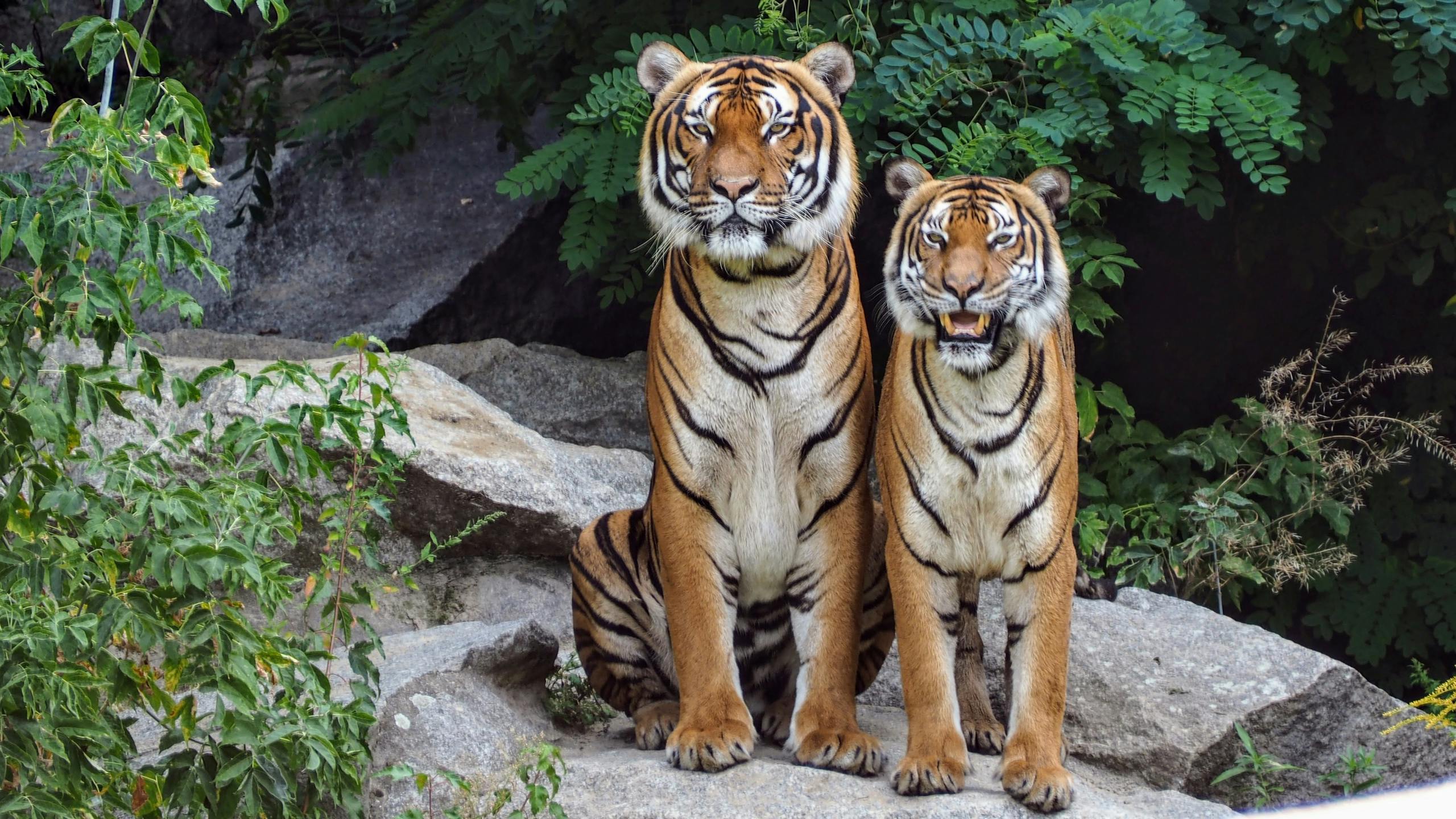 Two Bengal tigers sitting on rocks surrounded by lush greenery, showcasing their natural beauty. राष्ट्रीय वन्यजीव दिवस 2025: प्रकृति और जीवन का उत्सव